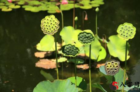 Dreaming of picking lotus seedpods