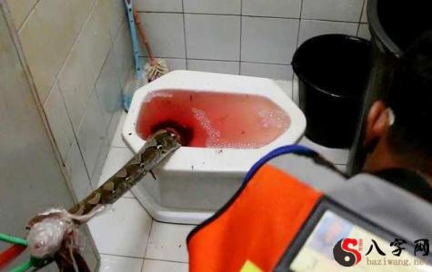 I dreamt that the toilet was full of shit.