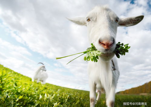 Horoscope for the Goat