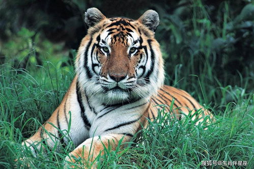 1986 Tiger Marriage Goat