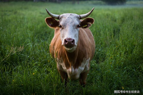 Is it suitable to marry a 2003 Goat and a 1997 Ox?