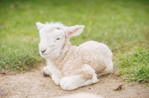 2003 Male Goat Life Fate