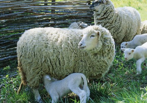 Fate of a man born in December 1991 who is a goat in his lifetime
