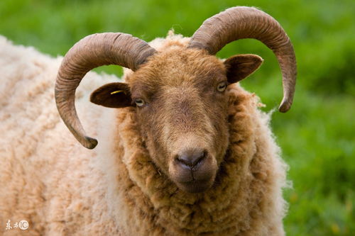 1991 Year of the Goat people 2023 financial luck how