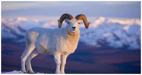 What is the life of a sheep on March 15, 1991?