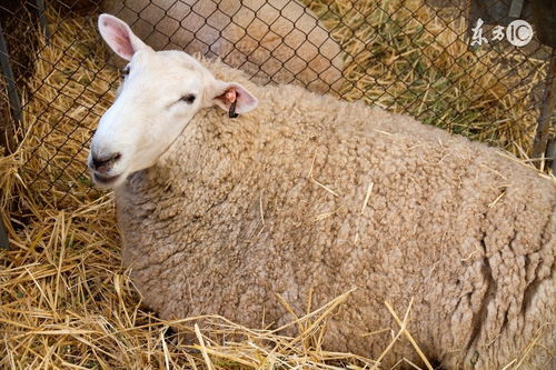 Goat and Rat are incompatible?