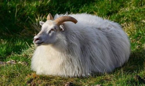 What is the life of a 44 year old goat?